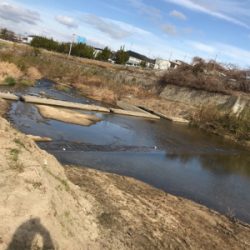 久しぶりにパンで鯉！