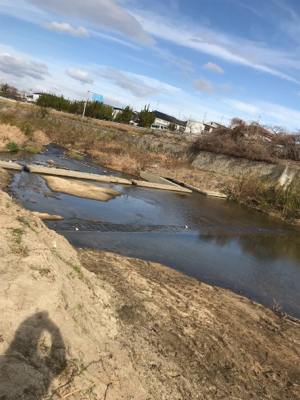 久しぶりにパンで鯉！