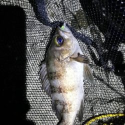 明石メバリング