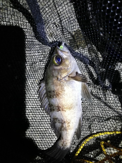 明石メバリング