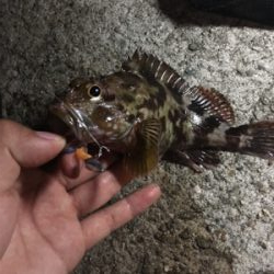 ロックフィシュ 狙い釣行