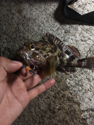 ロックフィシュ 狙い釣行