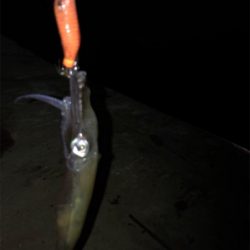 ムラのあるヒイカ釣り(＞＜)