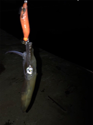 ムラのあるヒイカ釣り(＞＜)