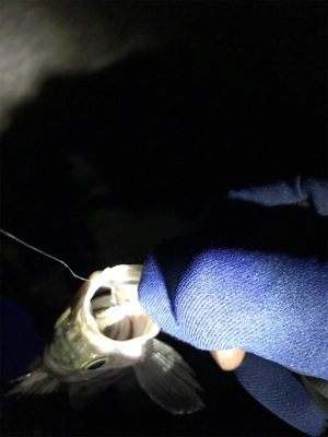 2019 メバリング 2nd