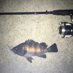 2019年初釣り メバリング編