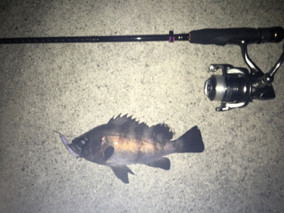 2019年初釣り メバリング編