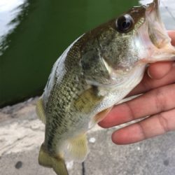 琵琶湖 温排水釣行