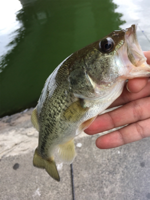 琵琶湖 温排水釣行