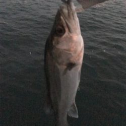 ホームで今年初シーバス