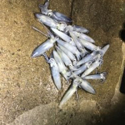 飽きもせずヒイカ狙い！