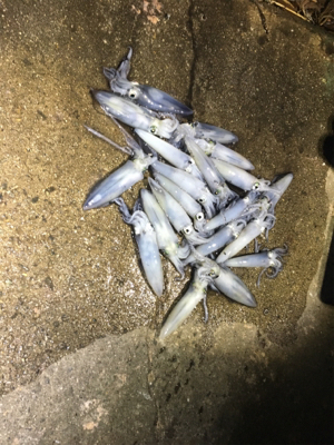 飽きもせずヒイカ狙い！