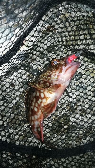 ナイトメバリング