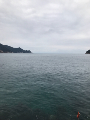 アオリイカ釣果！