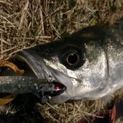 今年初のシーバス