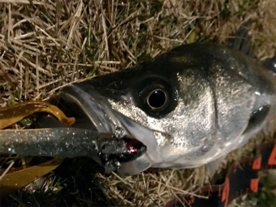 今年初のシーバス