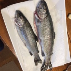 服部緑地プールで釣れた