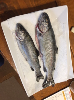 服部緑地プールで釣れた