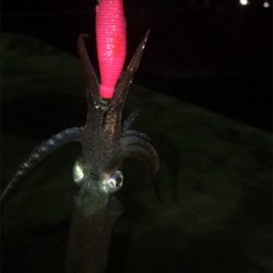 やっぱり渋くて寒いヒイカ釣り(＞＜)