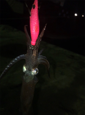 やっぱり渋くて寒いヒイカ釣り(＞＜)