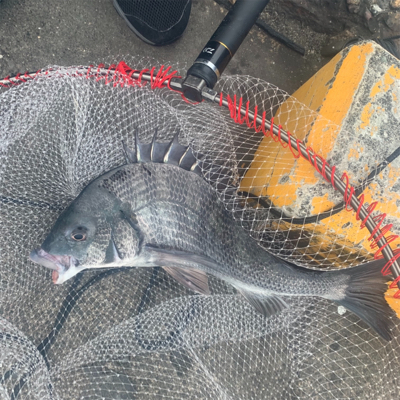 今年初のチヌが釣れました