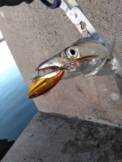 早起きは一尾の得?