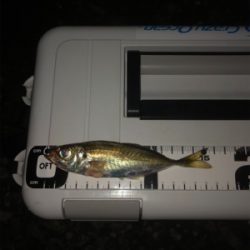 チビメバルばかり