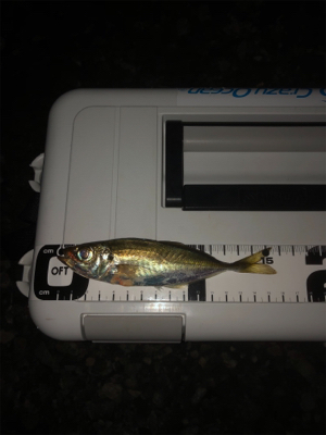 チビメバルばかり