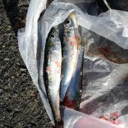 イワシは大量にいるが