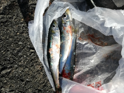 イワシは大量にいるが