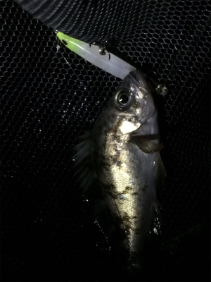 メバルプラッキング楽しいれす(*^▽^*)…