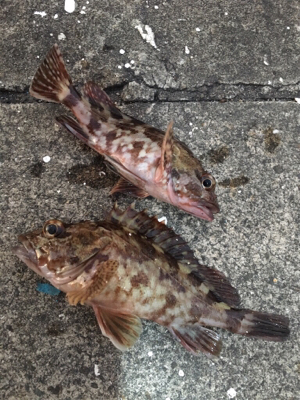 朝マヅメからガシリング