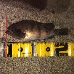 今年初フィッシュ！