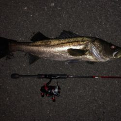 メバルプラッキングの予定が…