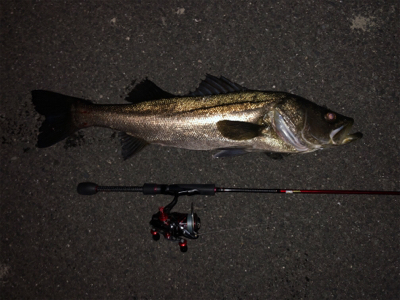 メバルプラッキングの予定が…