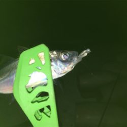 ターゲットには出会えず（苦笑）