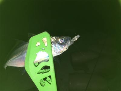 ターゲットには出会えず（苦笑）