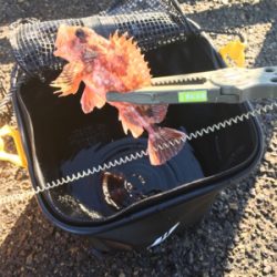 メガフロートデビュー