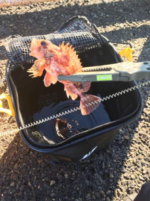 メガフロートデビュー