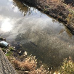 暖冬の河川