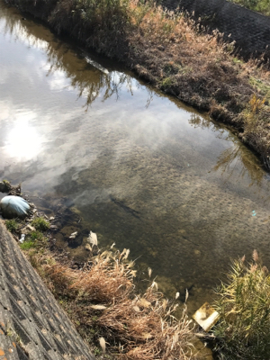 暖冬の河川