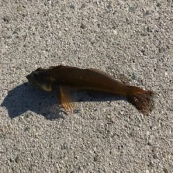 今年初淡路ライトゲーム