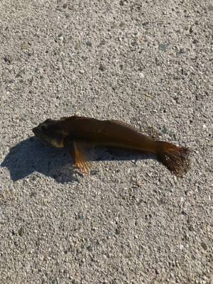 今年初淡路ライトゲーム