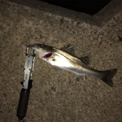 今年の初フィッシュ！