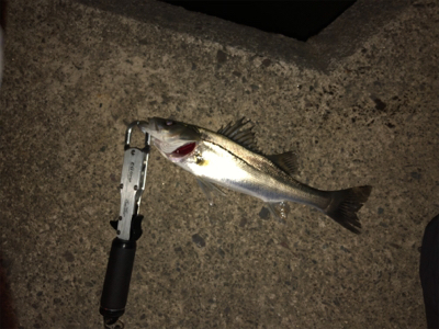 今年の初フィッシュ！