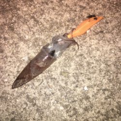 二見漁港ヒイカ☆GUNNING-STYLE