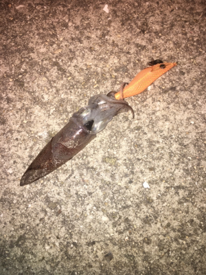 二見漁港ヒイカ☆GUNNING-STYLE…