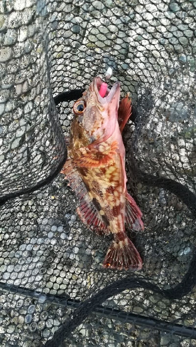 メバリング朝マズメ釣行