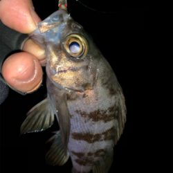 ホームポイント