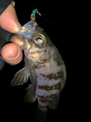 ホームポイント